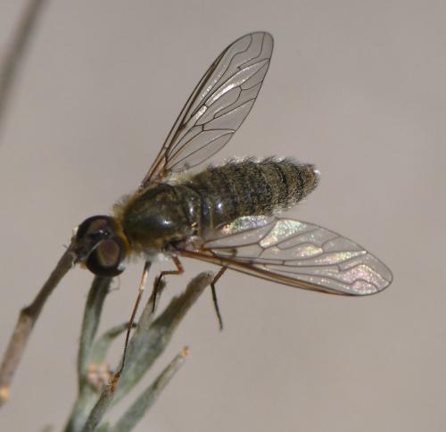 Réf. 284 940 : Petrorossia sp.